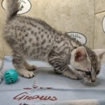 Mau silver Male kitten DOB 10-28-23