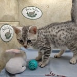 Mau silver Male kitten DOB 10-28-23