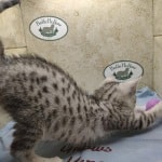 Mau silver Male kitten DOB 10-28-23
