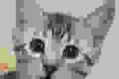  Cairo Egyptian Mau Silver Male #1 DOB 10-29-21