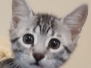  Cairo Egyptian Mau Silver Male #1 DOB 10-29-21