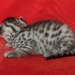 Egyptian Mau Silver Male DOB 10-29-21