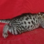 Egyptian Mau Silver Male DOB 10-29-21