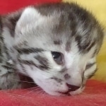 Egyptian Mau Silver Male DOB 10-29-21