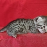 Egyptian Mau Silver Male DOB 10-29-21