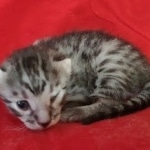 Egyptian Mau Silver Male DOB 10-29-21