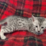 Cairo Egyptian Mau Silver Male DOB 10-29-21