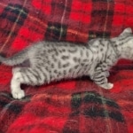 Cairo Egyptian Mau Silver Male DOB 10-29-21