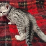 Cairo Egyptian Mau Silver Male DOB 10-29-21