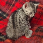 Cairo Egyptian Mau Silver Male DOB 10-29-21