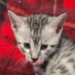 Cairo Egyptian Mau Silver Male DOB 10-29-21