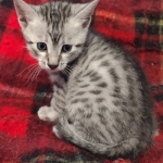 Cairo Egyptian Mau Silver Male DOB 10-29-21
