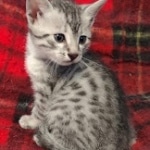 Cairo Egyptian Mau Silver Male DOB 10-29-21