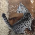Cairo Egyptian Mau Silver Male DOB 10-29-21