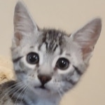 Cairo Egyptian Mau Silver Male DOB 10-29-21
