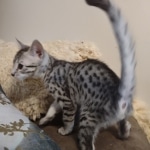 Cairo Egyptian Mau Silver Male DOB 10-29-21