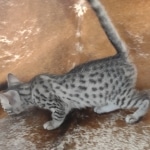 Cairo Egyptian Mau Silver Male DOB 10-29-21