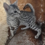 Cairo Egyptian Mau Silver Male DOB 10-29-21