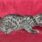 Egyptian Mau Silver Male DOB 10-29-21