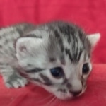 Egyptian Mau Silver Male DOB 10-29-21