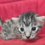 Egyptian Mau Silver Male DOB 10-29-21