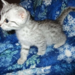 Mau, Silver, Male DOB 10-3-17