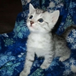 Mau, Silver, Male DOB 10-3-17