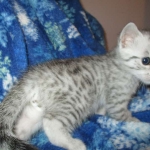 Mau, Silver, Male DOB 10-3-17