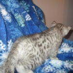 Mau, Silver, Male DOB 10-3-17