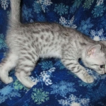 Mau, Silver, Male DOB 10-3-17