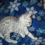 Mau, Silver, Male DOB 10-3-17