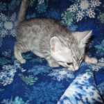 Mau, Silver, Male DOB 10-3-17