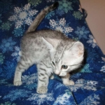 Mau, Silver, Male DOB 10-3-17