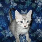 Mau, Silver, Male DOB 10-3-17