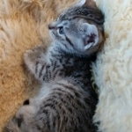 Atlas, Mau, Silver, Male, DOB 10-3-19