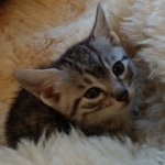 Atlas, Mau, Silver, Male, DOB 10-3-19