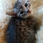 Atlas, Mau, Silver, Male, DOB 10-3-19