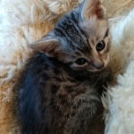 Atlas, Mau, Silver, Male, DOB 10-3-19