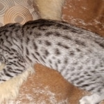 Atlas, Mau, Silver, Male, DOB 10-3-19