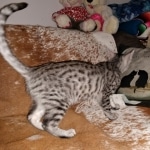 Atlas, Mau, Silver, Male, DOB 10-3-19