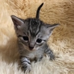 Mau, Silver, Male, DOB 10-3-19