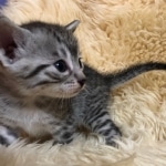 Mau, Silver, Male, DOB 10-3-19