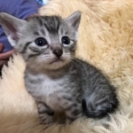 Mau, Silver, Male, DOB 10-3-19