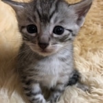 Mau, Silver, Male, DOB 10-3-19