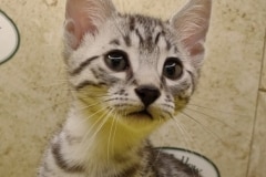 Rio Egyptian Mau silver Male #1 DOB 11-16-23