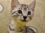 Rio Egyptian Mau silver Male #1 DOB 11-16-23