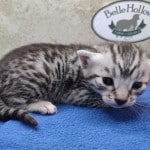 Mau silver Male DOB 11-16-23