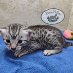 Mau silver Male DOB 11-16-23