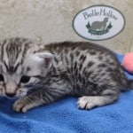 Mau silver Male DOB 11-16-23