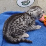 Mau silver Male DOB 11-16-23